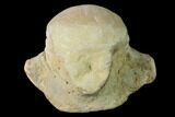 Fossil Mosasaur (Clidastes) Cervical Vertebra - Kansas #136437-1